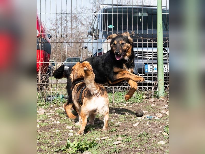 BATMAN-schüchterner Held auf 4 Pfoten sucht dich und sein Zuhause