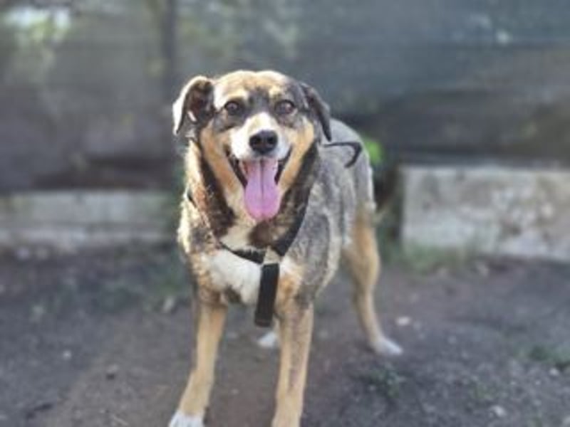 NORA-absulut liebenswertes Wesen