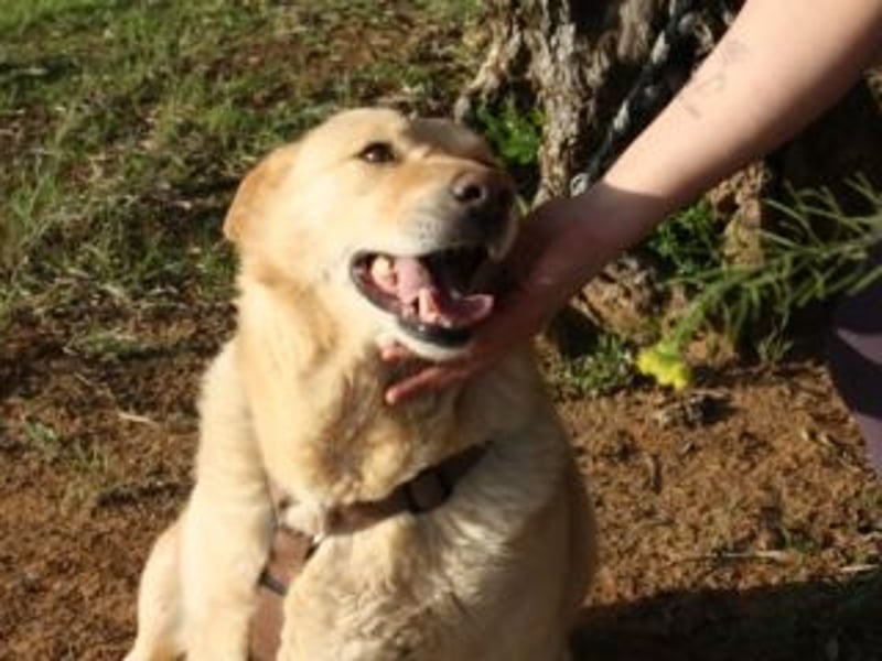 AKIRA-verschmustes, anhängliches Hundemädchen sucht ein ruhiges, liebevolles Zuhause