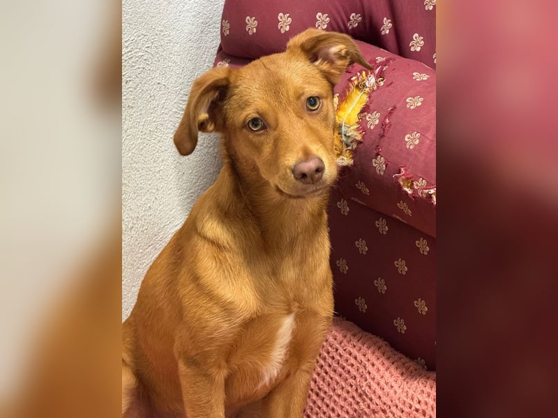 SIENA-fröhliches, freundliches Mädchen irrte alleine auf der Straße umher,auf der Suche nach Familie