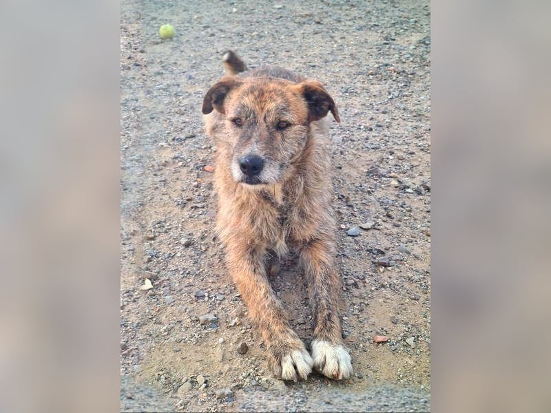 NELSON-kleiner Träumer, sanft,ruhig Seele, wartet sehnsüchtig auf sein liebevolles Für-immer-Zuhause