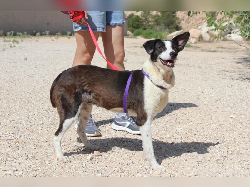 CANTALAR-ruhig, sanft, mit einem Herzen voller Liebe wartet sie sehnsüchtig auf ein schönes Leben