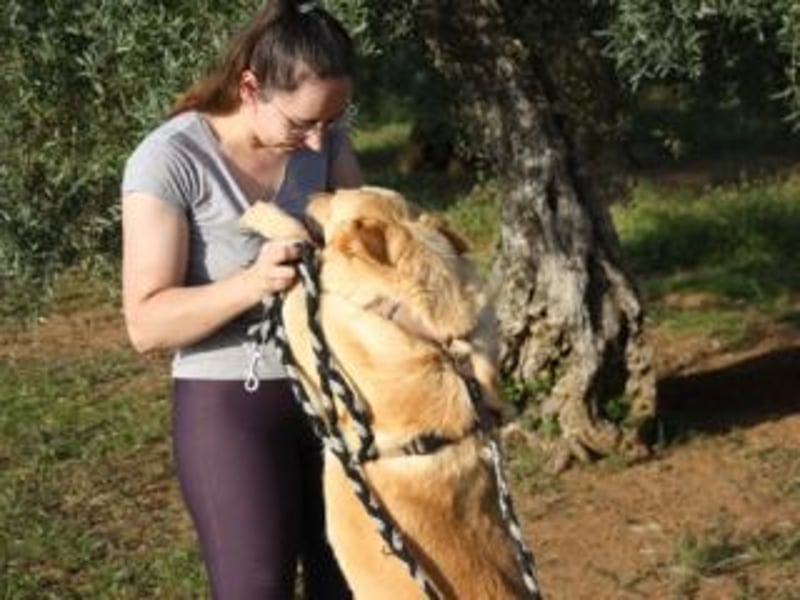 AKIRA-verschmustes, anhängliches Hundemädchen sucht ein ruhiges, liebevolles Zuhause