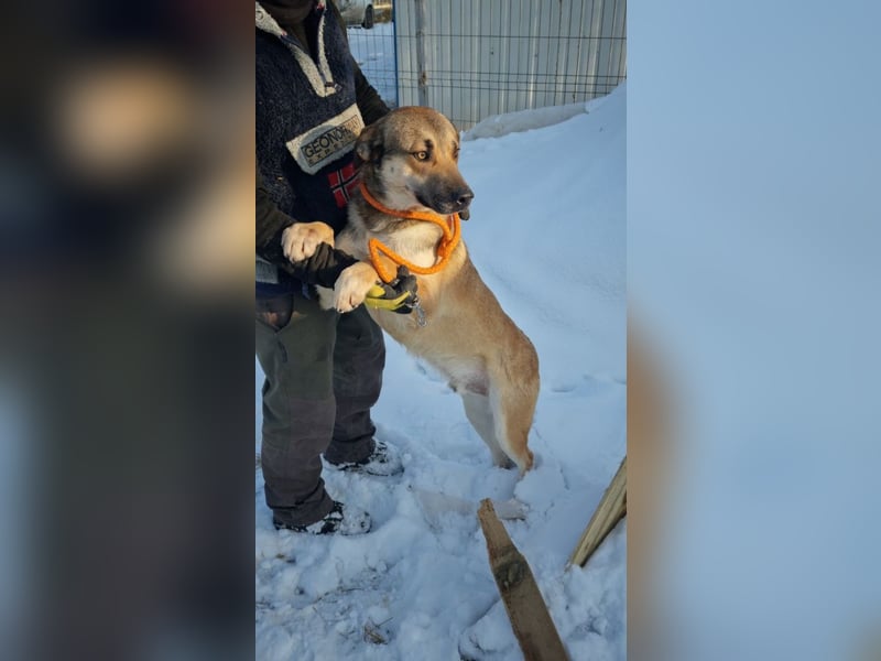 SVEN -wartet im kalten, lauten Zwinger auf sein liebevolles Zuhause