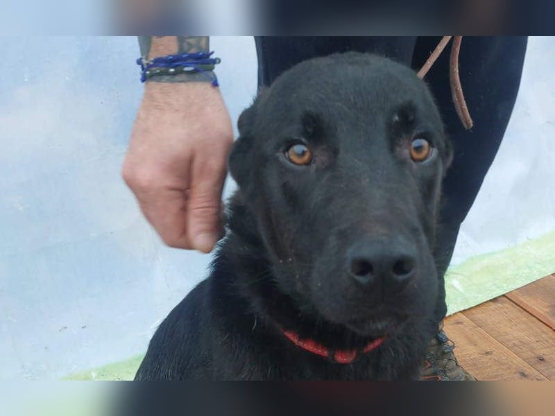 SCOUT-welche liebevolle Familie holt mich aus diesem schrecklichen, kalten, lauten Zwinger?