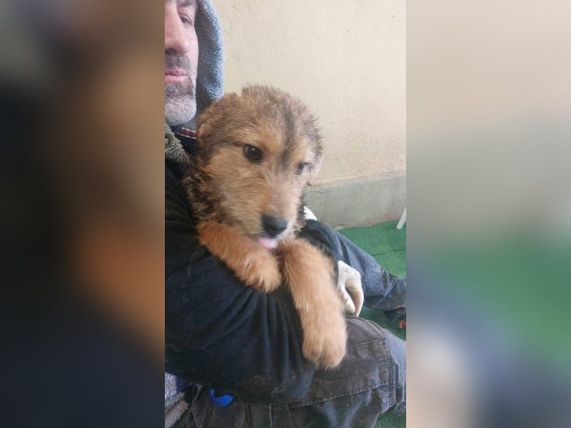 RAVEN-freundliches, verspieltes Hundekind sucht liebevolle Für-immer-Familie