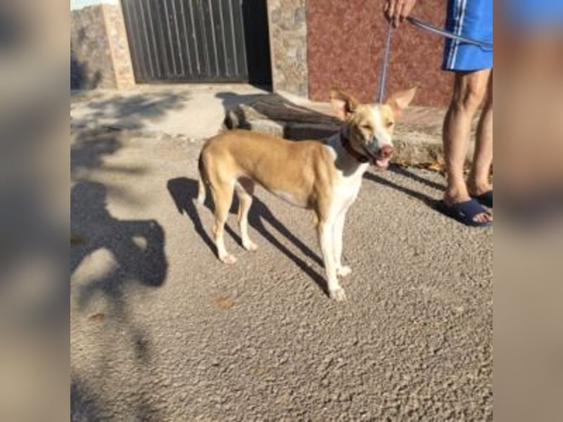 DAMA-zarte, noch etwas schüchterne, Podenco-Mädchen