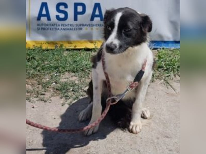 NOVA-sanfte Schönheit mit Border-Collie-Charme sucht ihr Glück