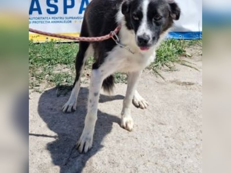 NOVA-sanfte Schönheit mit Border-Collie-Charme sucht ihr Glück