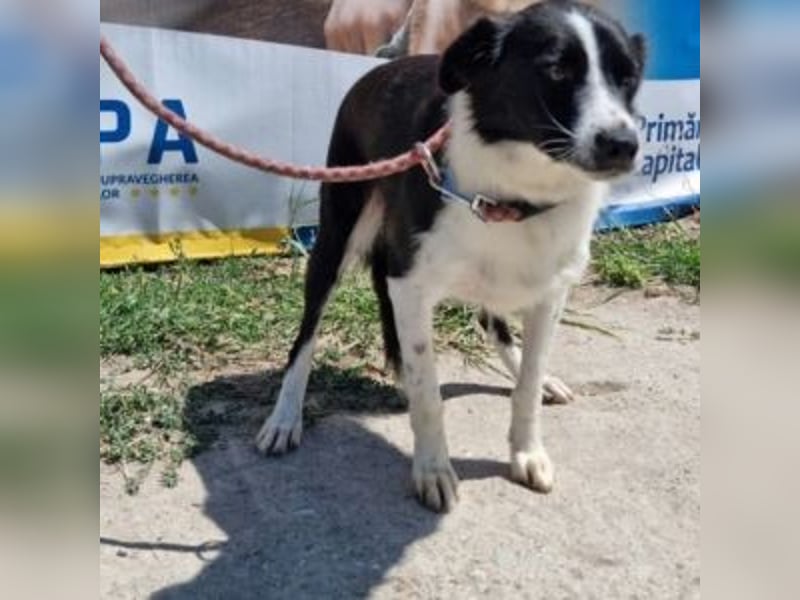 NOVA-sanfte Schönheit mit Border-Collie-Charme sucht ihr Glück