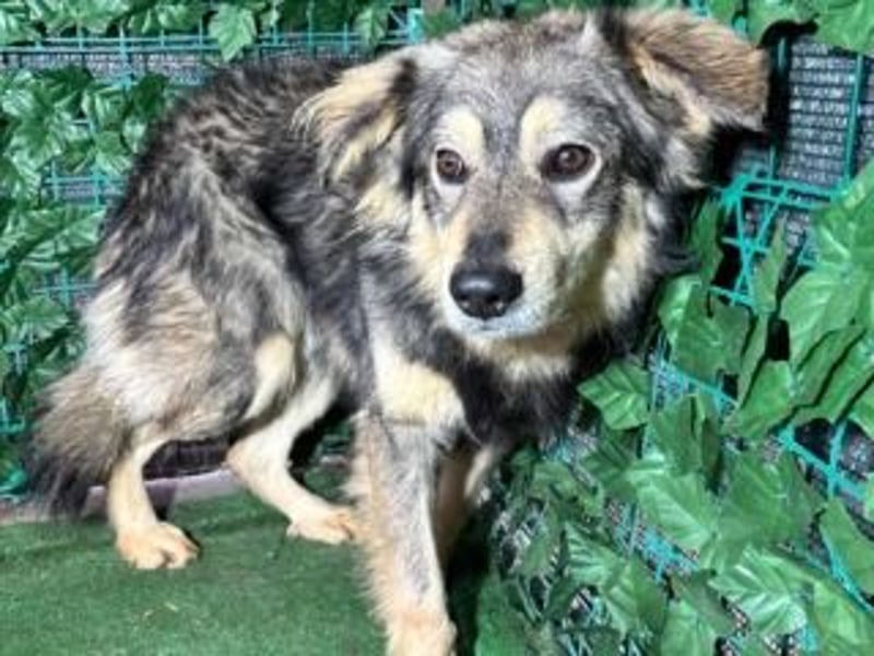 MICKY-liebesbedürftiger, ausgesprochen hübscher Bub wartet sehnsüchtig auf seine Familie