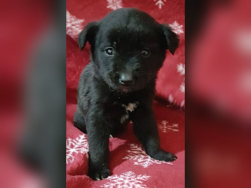 ZANE-ganz besonderer Bub sucht dringend liebevolles Zuhause