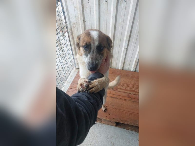 PAULINA-offen, freundlich, anhänglich sucht ihre liebevolle Für-immer-Familie