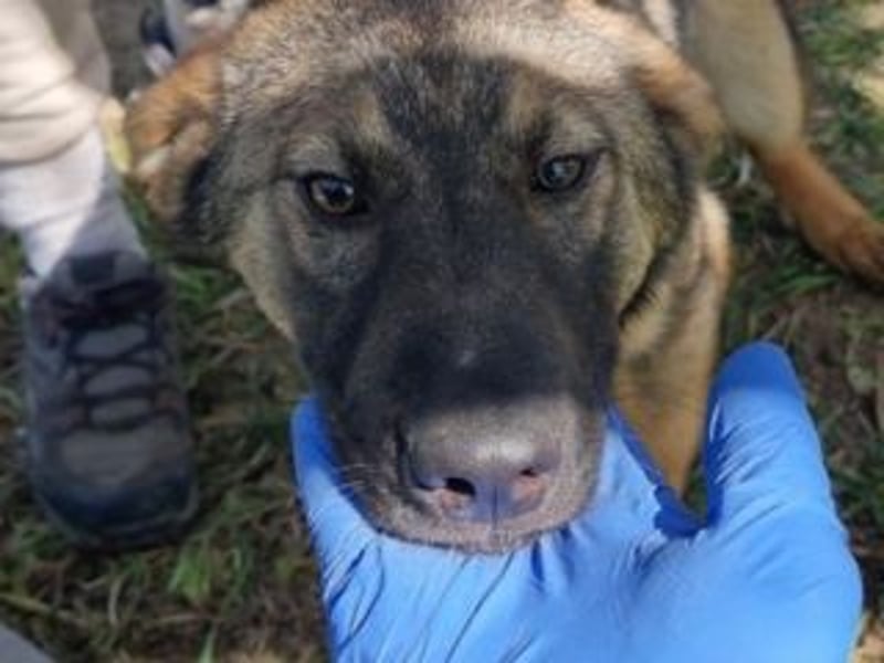 SOPHIE-Vielleicht können genau Sie sichin diesem Moment vorstellen, Sophie ein Zuhause zu geben.