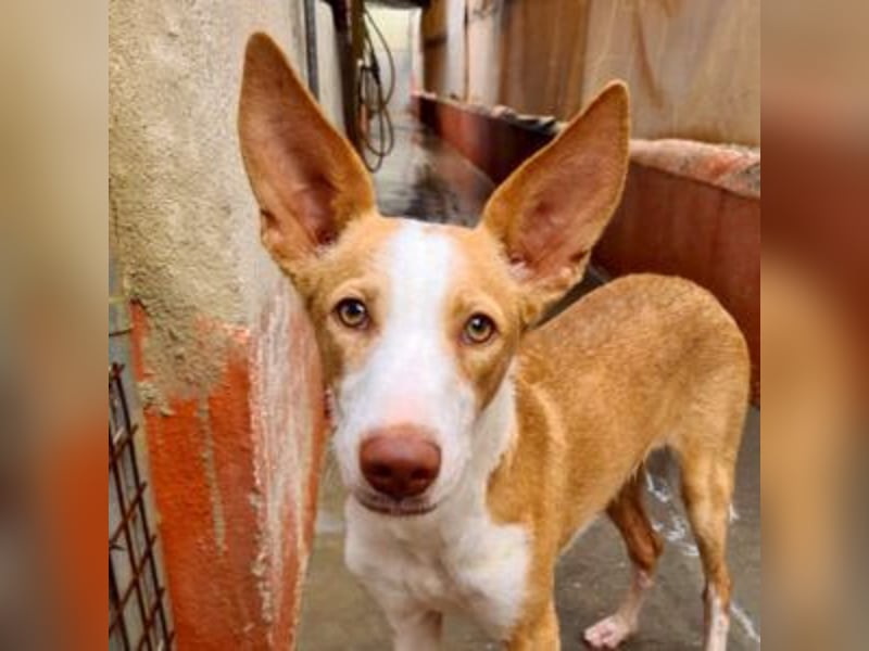 BOB-steckt voller Lebensfreude, Fröhlichkeit und Optimismus