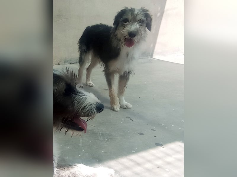 Wunderschöne PIRANA- sucht ein liebevolles Zuhause