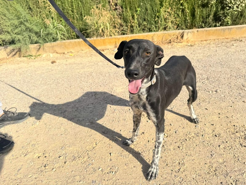 UBER-gesellig, lustig,verspielt,anhänglich, liebt Mensch und Hund,wartet sehnsüchtig auf ihr Zuhause