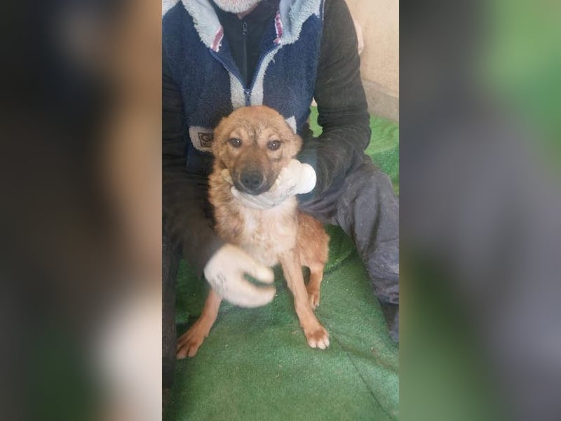 ATHENA-unglaublich freundlich, offen, verspielt, sucht ihre liebevolle Für-immer-Familie