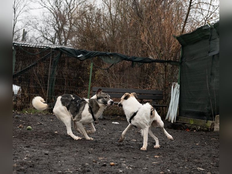 FINJA-sehr freundliche, liebes Mädchen sucht warmes, herzliches Zuhause