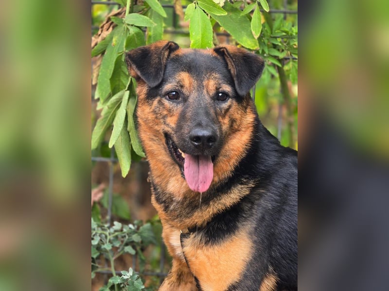 BATMAN-schüchterner Held auf 4 Pfoten sucht dich und sein Zuhause