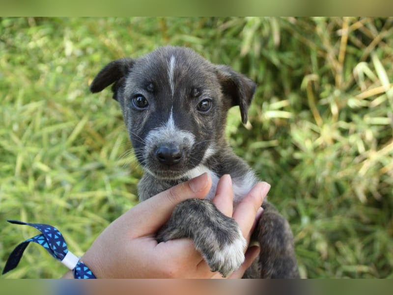 BRÖSEL - auf der Suche nach seiner liebevollen "Für-immer-Familie"