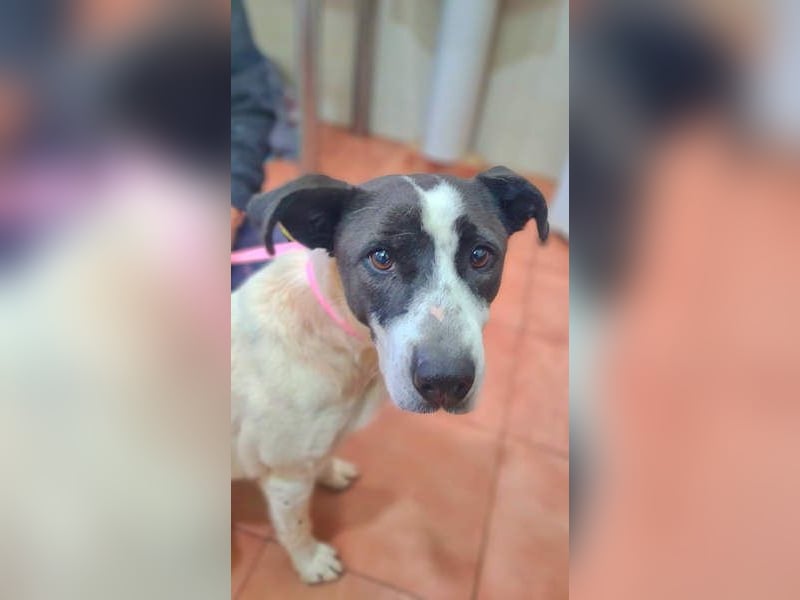 AMELIE-ruhige, sanfte Maus sucht ihr liebevolles Für-immer-Zuhause