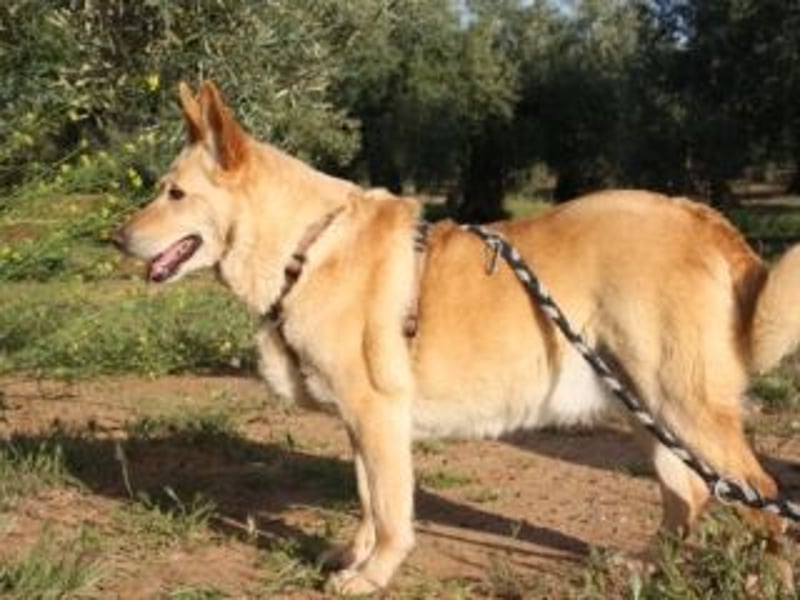AKIRA-verschmustes, anhängliches Hundemädchen sucht ein ruhiges, liebevolles Zuhause