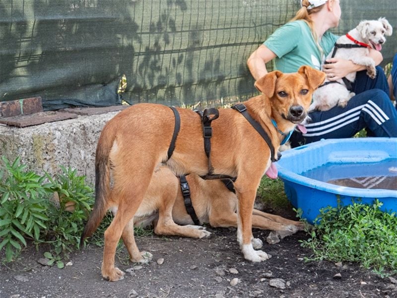 MANGO-genießt Aufmerksamkeit und schmusen