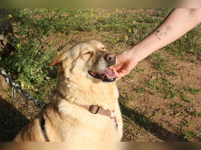 AKIRA-verschmustes, anhängliches Hundemädchen sucht ein ruhiges, liebevolles Zuhause