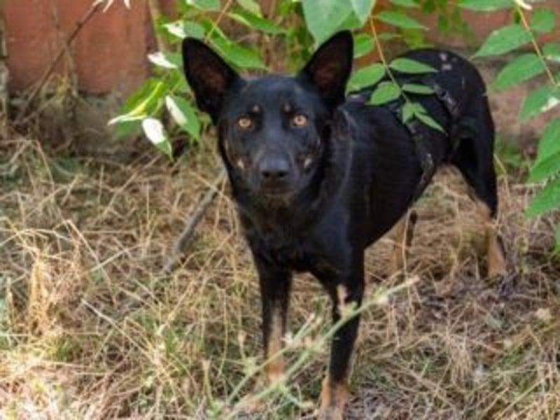 GLORIA- sehnt sich nach Liebe und Geborgenheit bei ihrer "Für-immer-Familie"