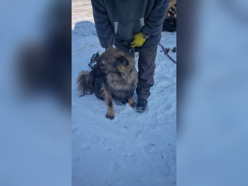 Hübscher LAURENT-superfreundlich, liebenswert-sein grösster Wunsch:eine liebevolle Für-immer-Familie