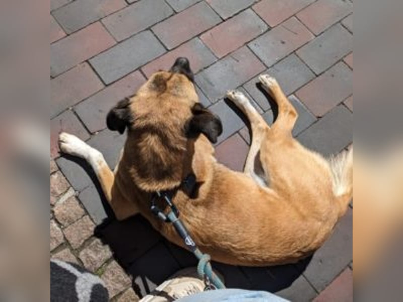 Moon (genannt Coco)-Ruhige Maus sucht liebevolle Familie