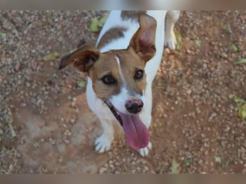 Benji und Dali werden nur gemeinsam vermittelt, da sie quasi „eins“ sind