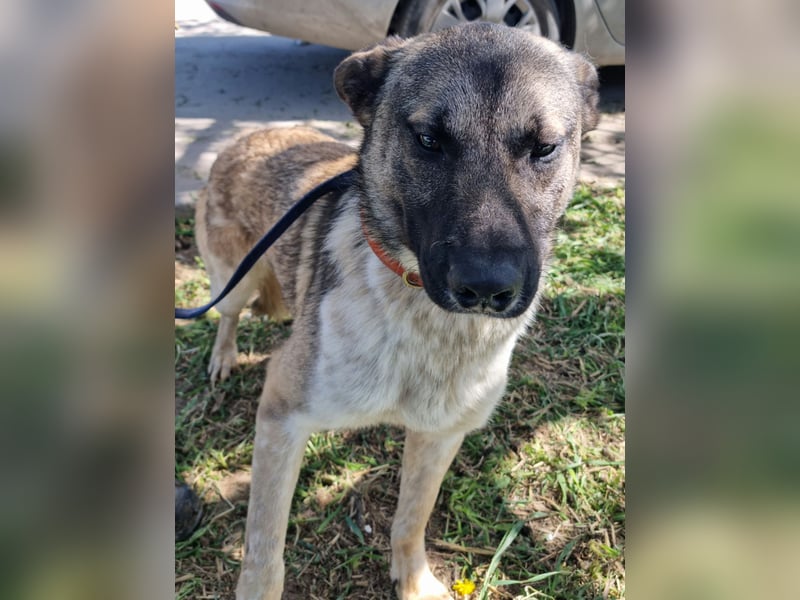 Wunderbarer VINCENT- ein Seelenhund sucht liebevolles Für-immer-Zuhause