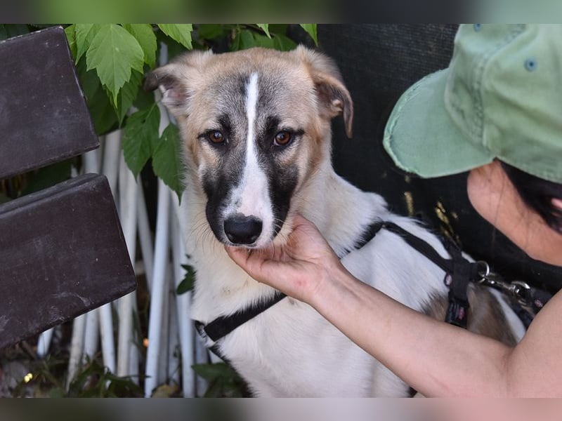 FINJA-sehr freundliche, liebes Mädchen sucht warmes, herzliches Zuhause