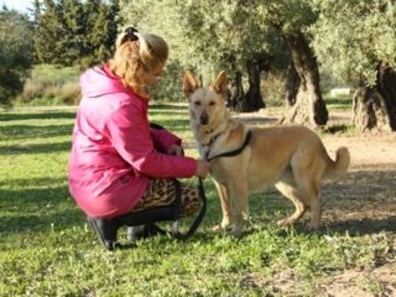 AKIRA-verschmustes, anhängliches Hundemädchen sucht ein ruhiges, liebevolles Zuhause