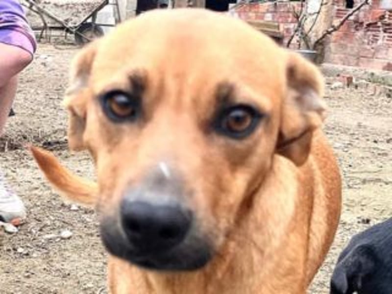 NANI- junge Hundemama mit großem Herzen sucht ihr eigenes Zuhause