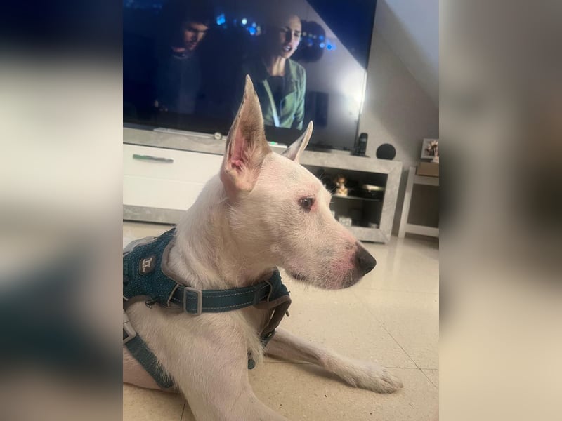 Bezaubernder DRACO-Ein Herz auf vier Pfoten sucht sein Für-immer-Zuhause!