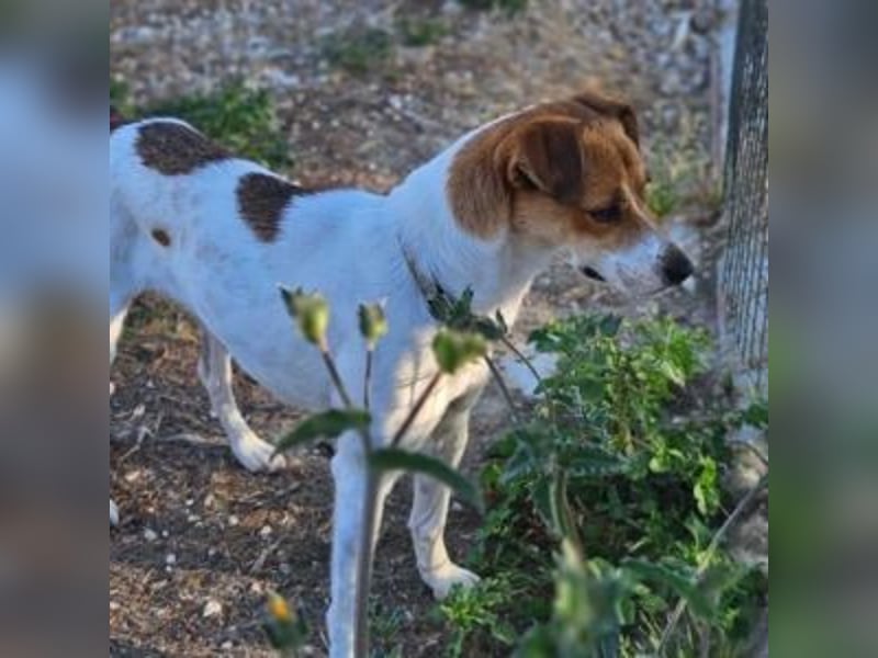 MAYA-wünscht sich Spaziergänge durch Wald und Wiesen, gemeinsame Ausflüge und ein liebvolles Zuhause