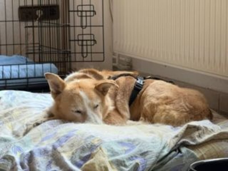 Liebevolle, hübsche MATILDA sucht endlich ein schönes, ruhiges, eigenes Zuhause