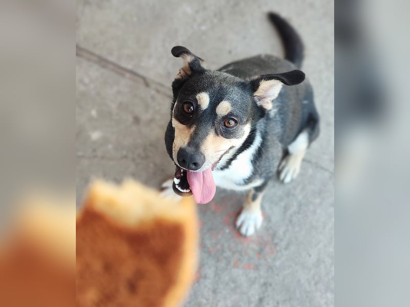 EREN-Lebensfreude pur, sie versüßt ede Minute des Tages-endlich in ihrem "Für-immer-Zuhause"?