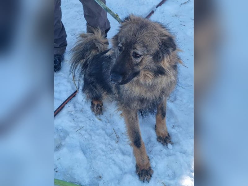 Hübscher LAURENT-superfreundlich, liebenswert-sein grösster Wunsch:eine liebevolle Für-immer-Familie