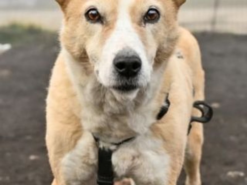 Liebevolle, hübsche MATILDA sucht endlich ein schönes, ruhiges, eigenes Zuhause