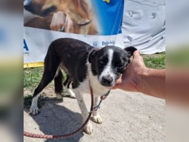 NOVA-sanfte Schönheit mit Border-Collie-Charme sucht ihr Glück