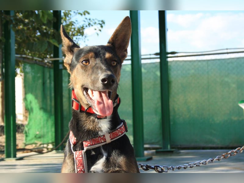 DONKOR-Schönheit mit glänzendem schwarz-braunem Fell sucht einfühlsame, geduldige liebevolle Mensche