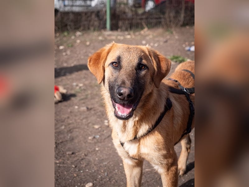 HUCKLEBERRY (Huck)-freundlich, mit sonnigem Gemüt