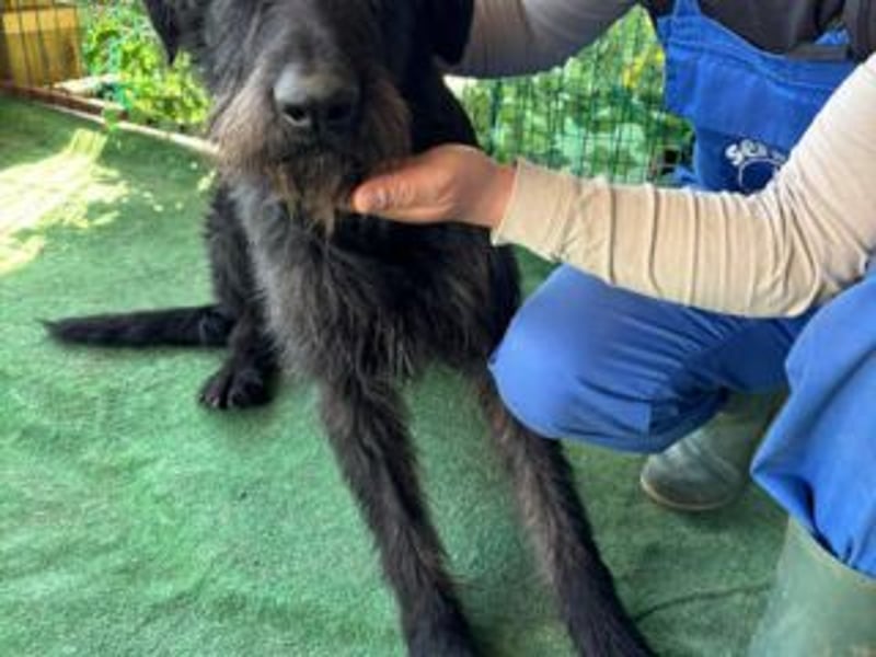 NERO-hübscher, liebevoll-freundlicher Mischlingsrüde