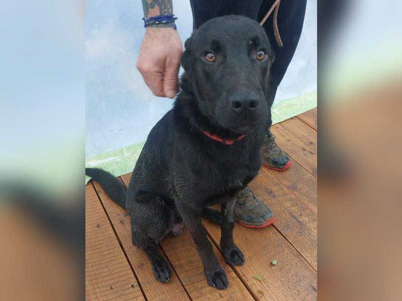 SCOUT-welche liebevolle Familie holt mich aus diesem schrecklichen, kalten, lauten Zwinger?