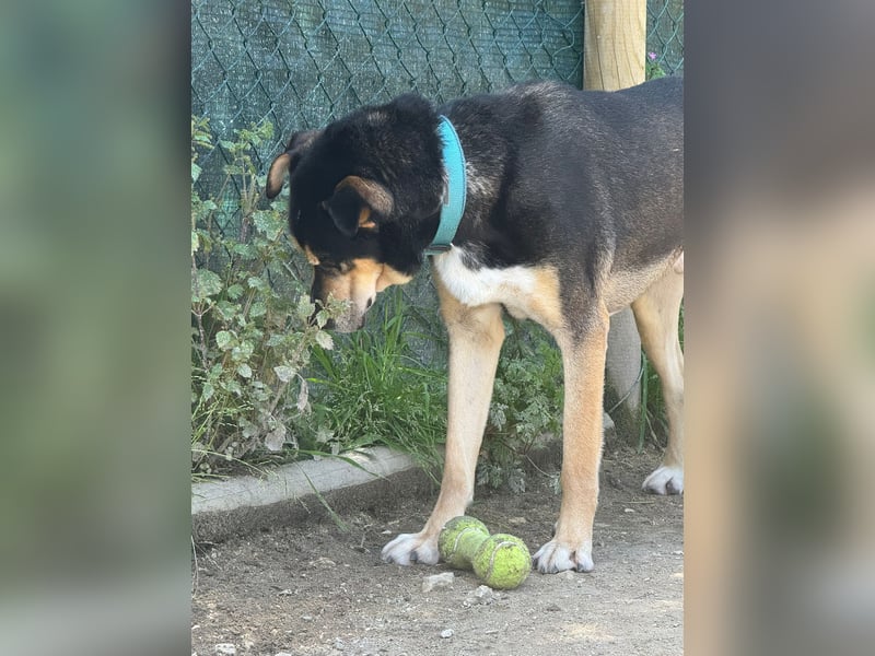 DRAKO-Liebling der freiwilligen Helfer,wirkt jünger als im Pass,charmant,elegant,liebt alle Menschen