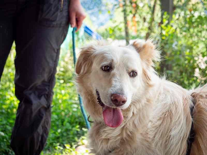 Nixe – wartet im Tierheim 79312 Emmendingen-geht neugierig, offen auf die Menschen zu